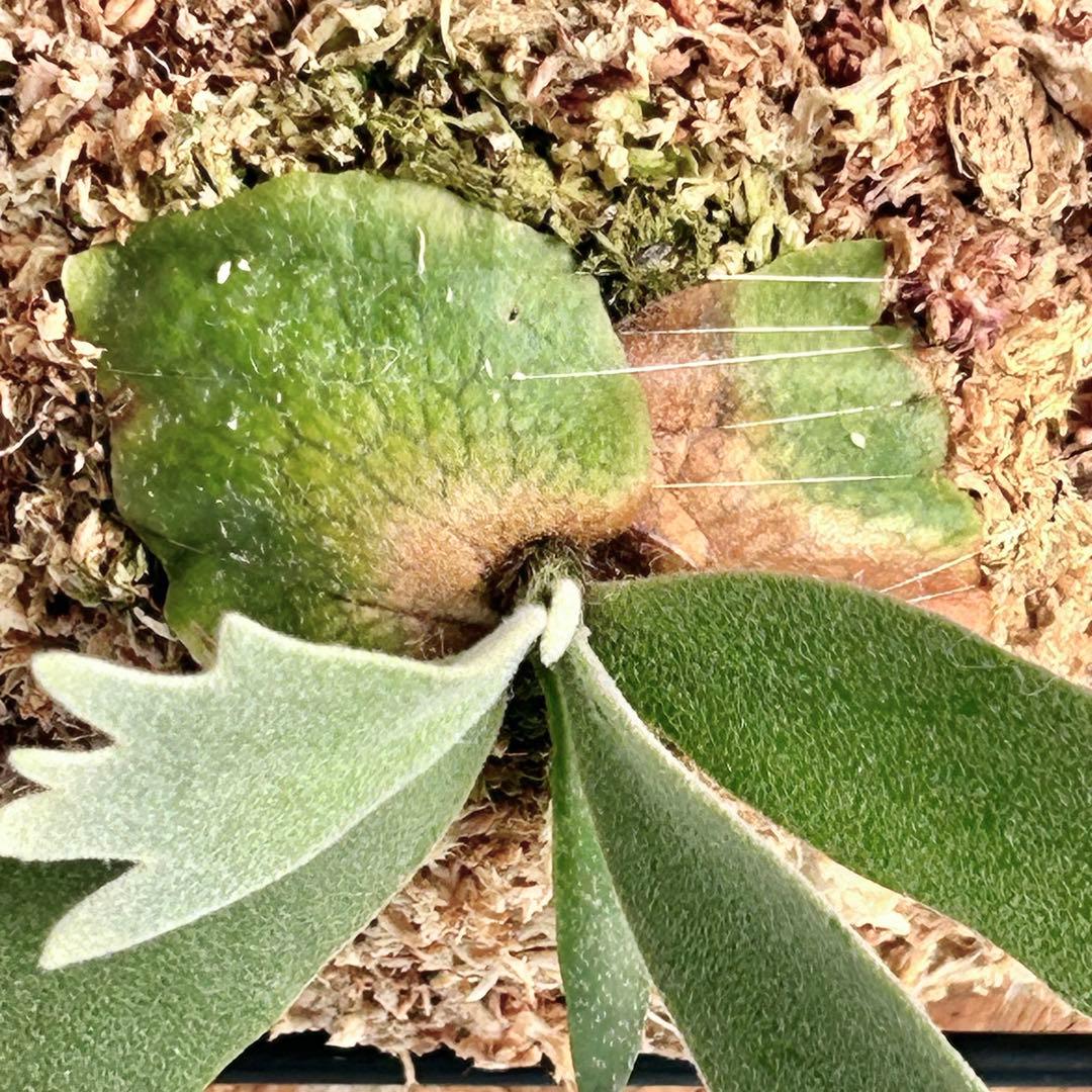 P. wilinckii Golden Boy spore【48】 - メルカリ