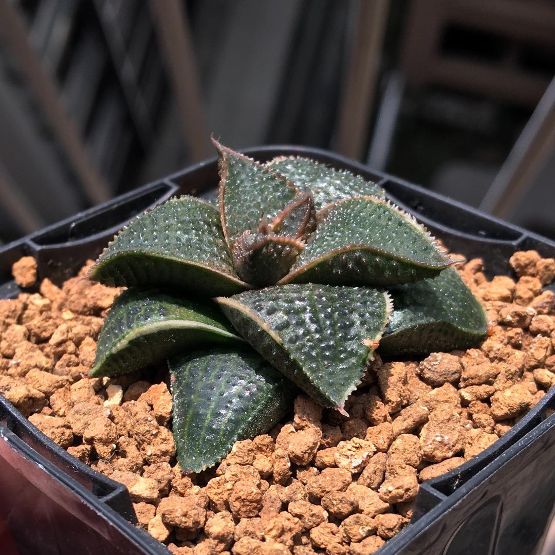 原種】 ハオルチア マクマトリー GM272 斑入り 超希少！多肉植物