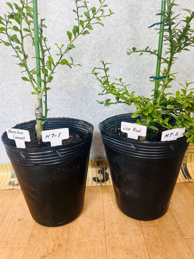 柑橘2年生 フィンガーライム接木苗／苗 まとめて3鉢 撮影品発送 - メルカリ