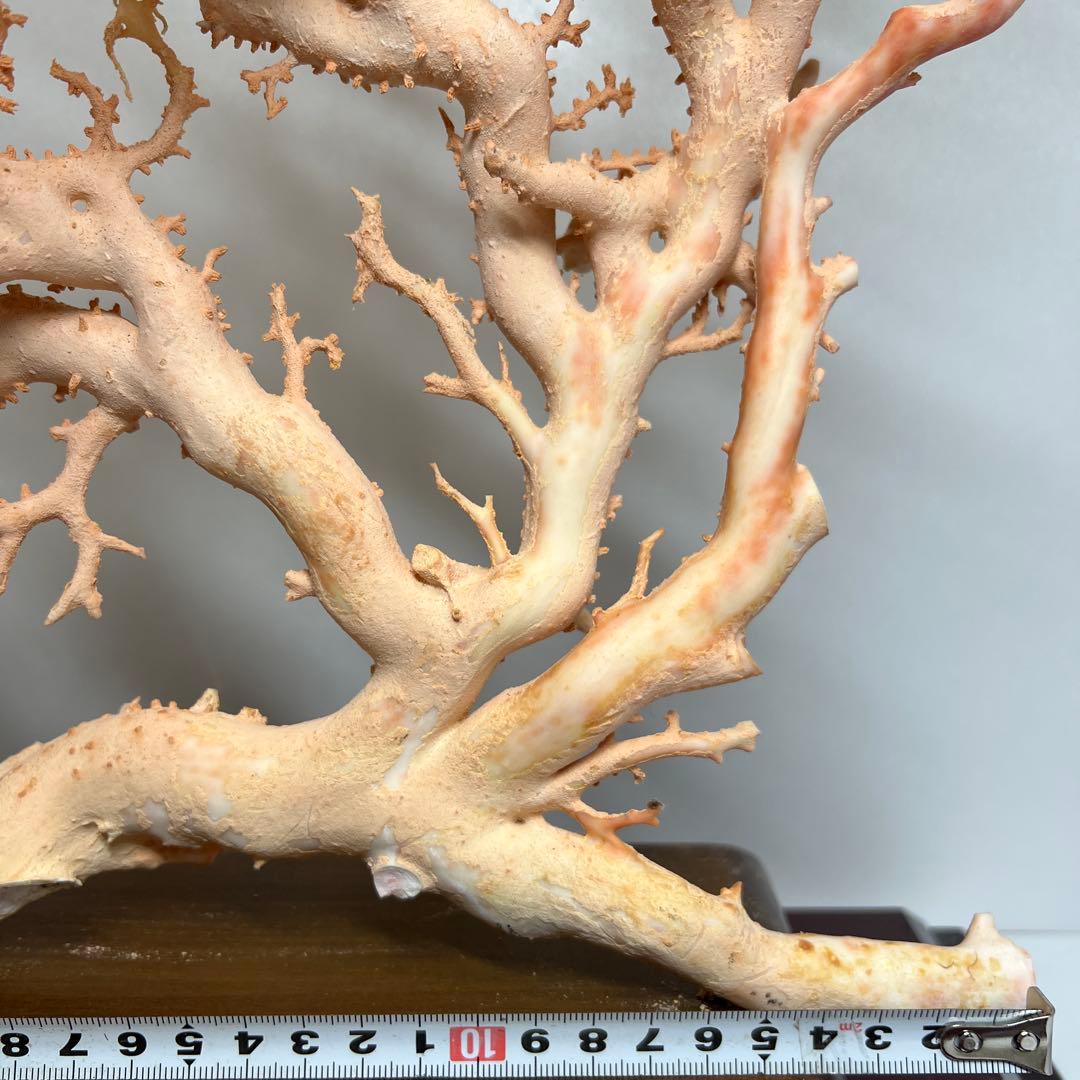 本桃色珊瑚　超特大原木　ガラスケース付　東Y8-0105☆2Fタサオ