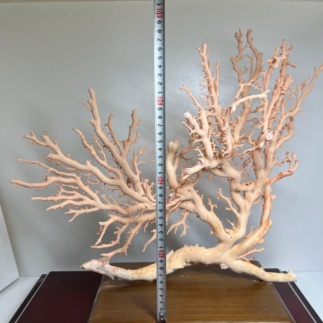 本桃色珊瑚　超特大原木　ガラスケース付　東Y8-0105☆2Fタサオ