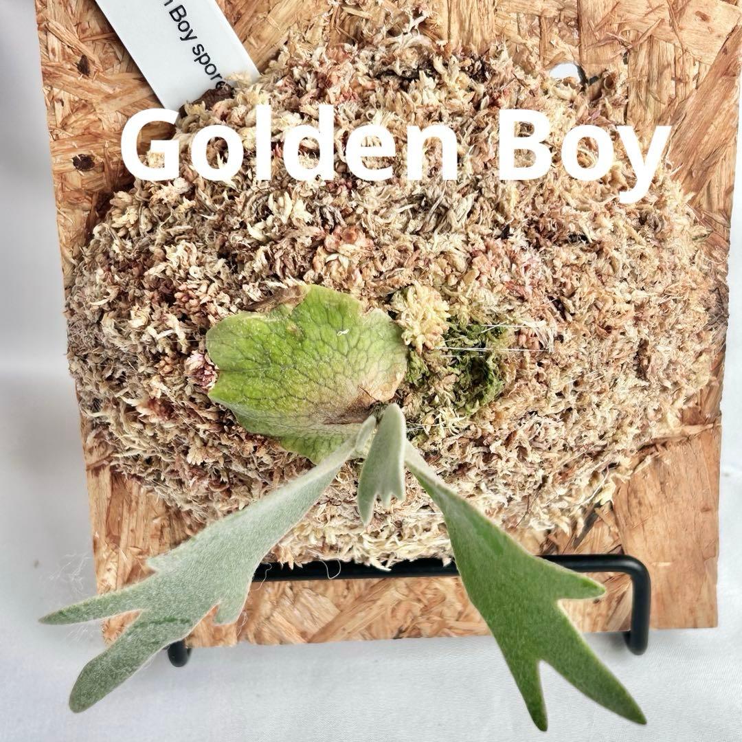 P. wilinckii Golden Boy spore【6】 - メルカリ