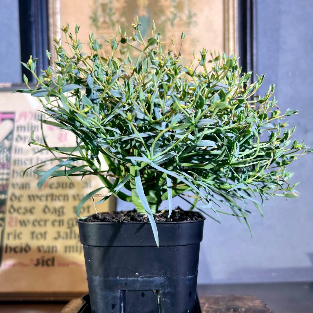 ユーフォルビア エチュベルクローサ 充実開花株 実生 - メルカリ