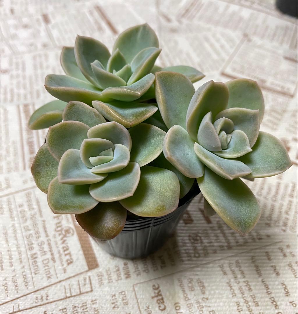 多肉植物 ラブリーローズ抜き苗 - メルカリ