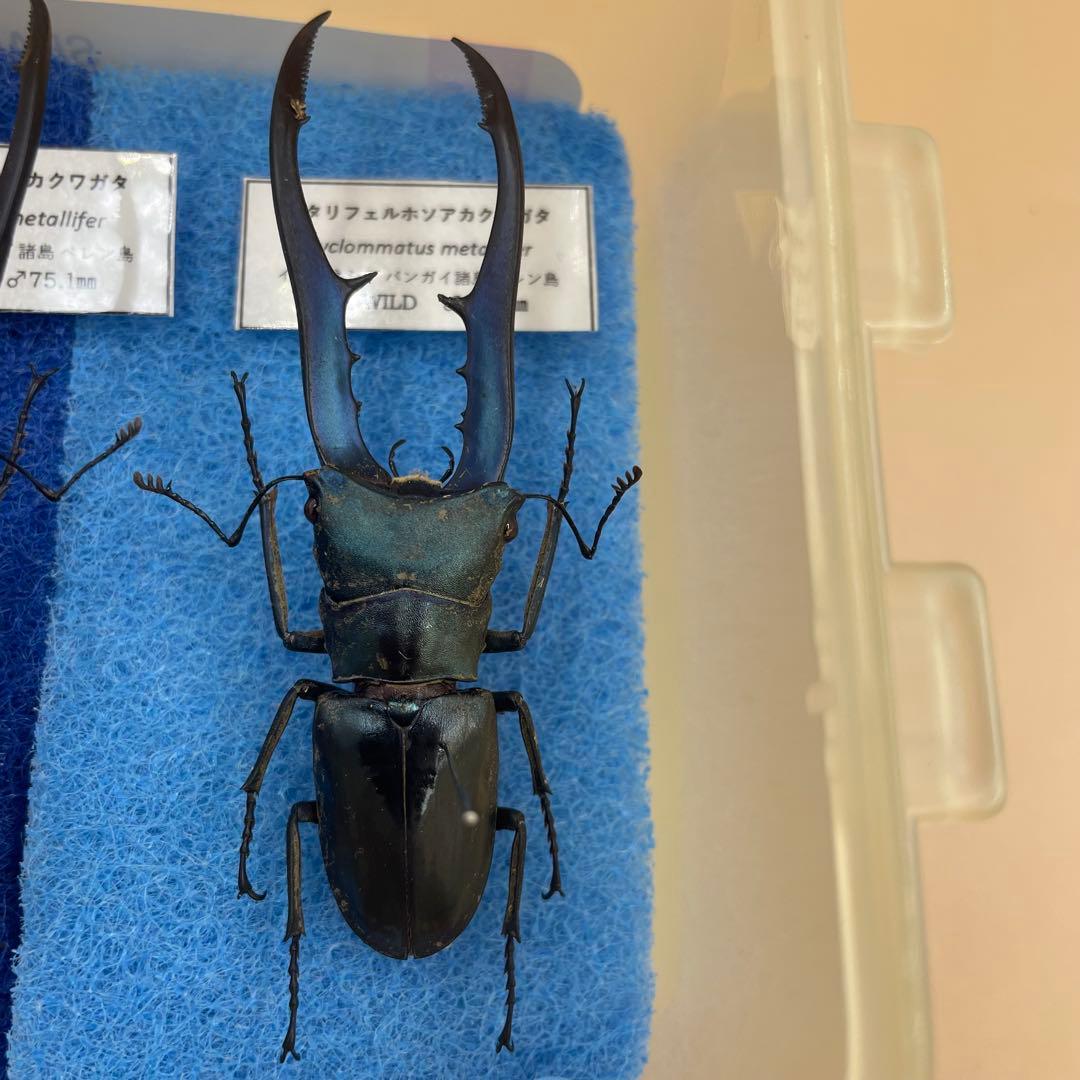 標本 激レア ブルータイプ メタリフェルクワガタ ♂4頭 WILD - メルカリ