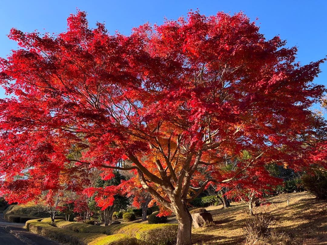 新作❣️Wフラーレン❣️特大フラーレンIN天然フラーレン☆シュンガイト☆