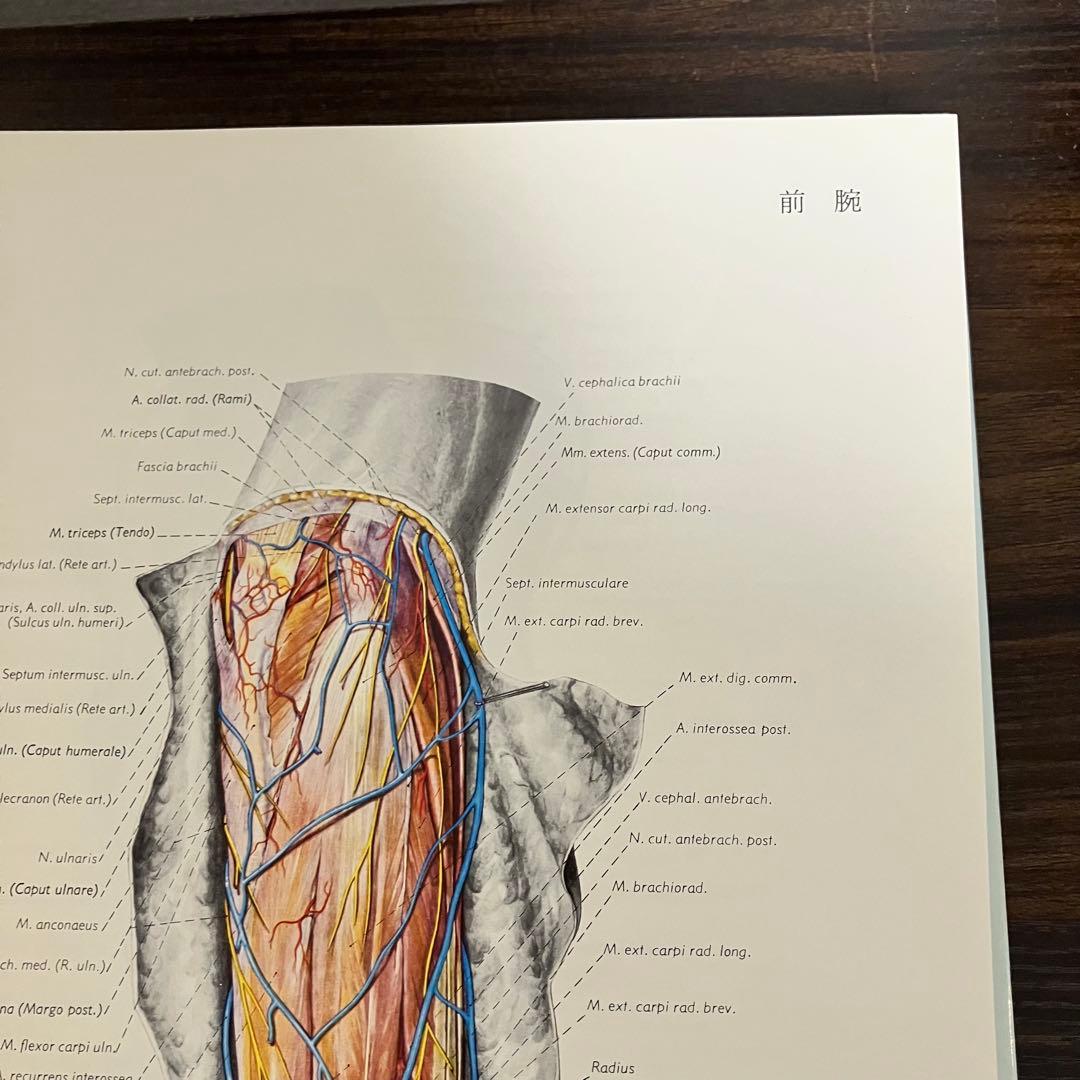 臨床応用局所解剖図譜 第2巻Pernkopf 解剖学アトラス ペルンコップ