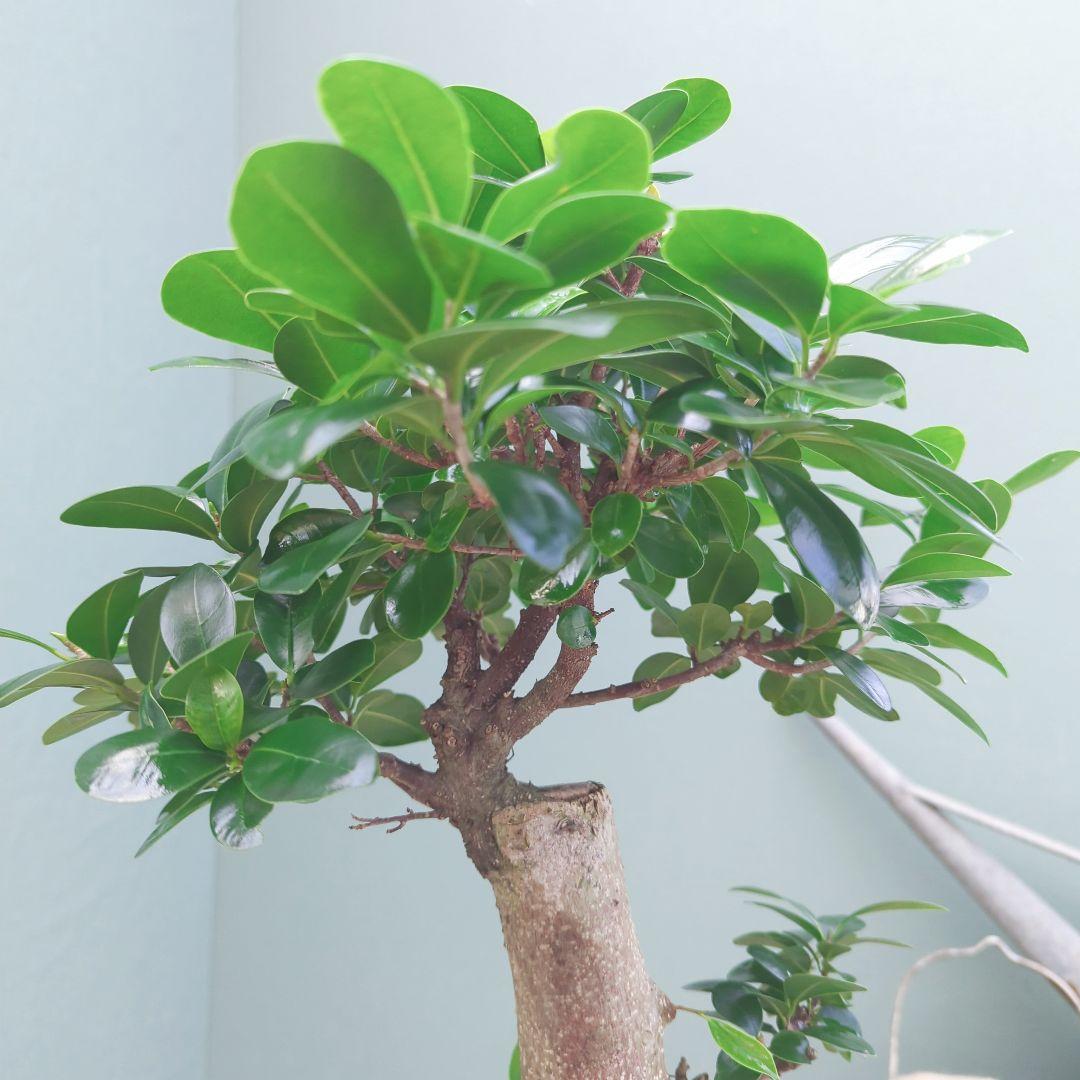 太幹(現品)根上り 曲がりガジュマル 昇り龍 登り 曲線7号