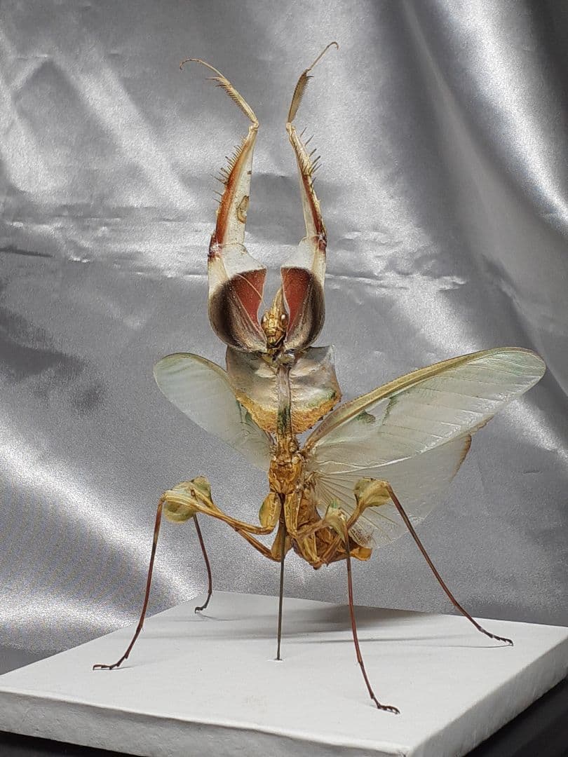 ニセハナマオウカマキリ雌 立体標本 - メルカリ