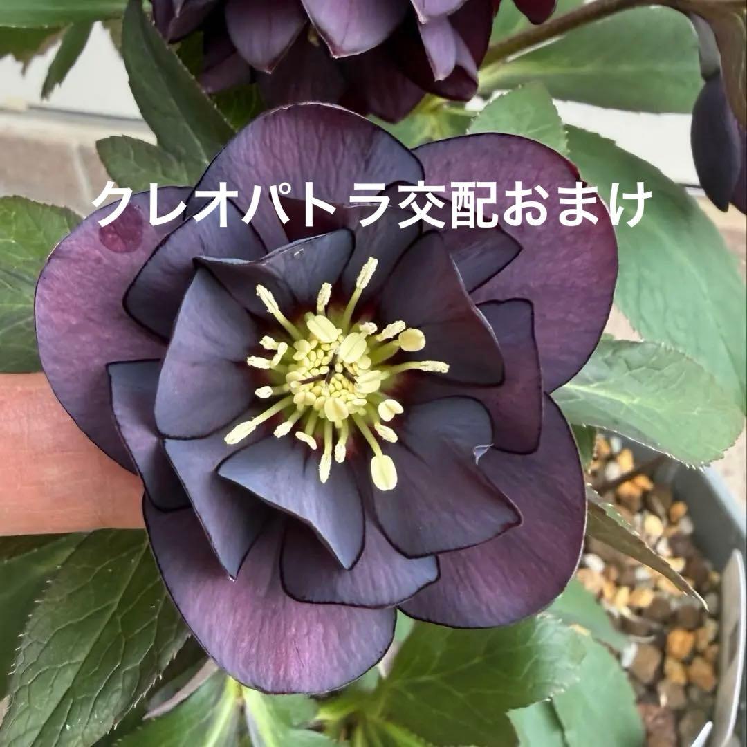 広瀬園芸 D Dダークパープルピコティ クリスマスローズ - メルカリ