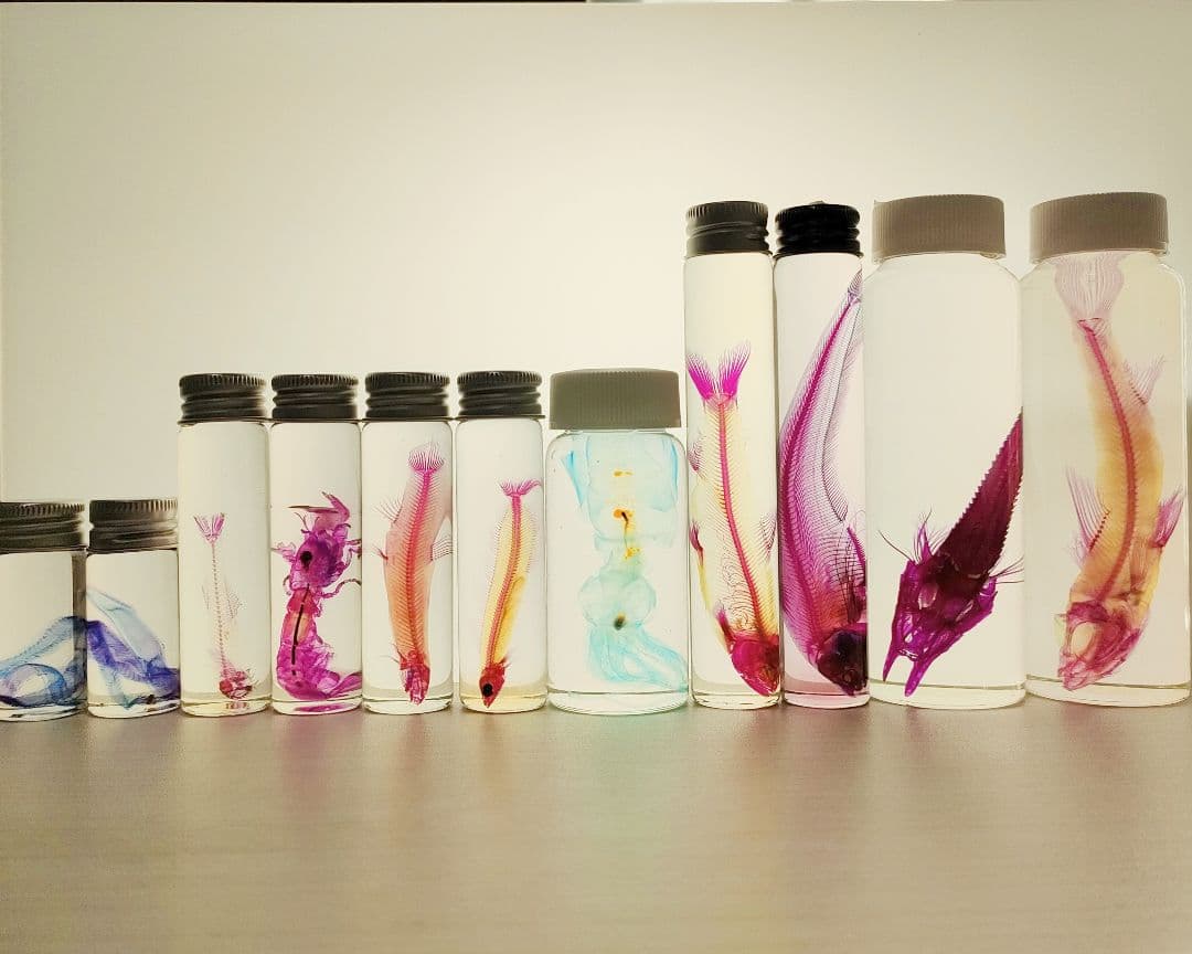 大特価☆数量限定☆透明骨格標本 11本セット レア 深海生物含む 透明骨格標本』 当館2Fでは現在、新エリア『イマーシブディープシー