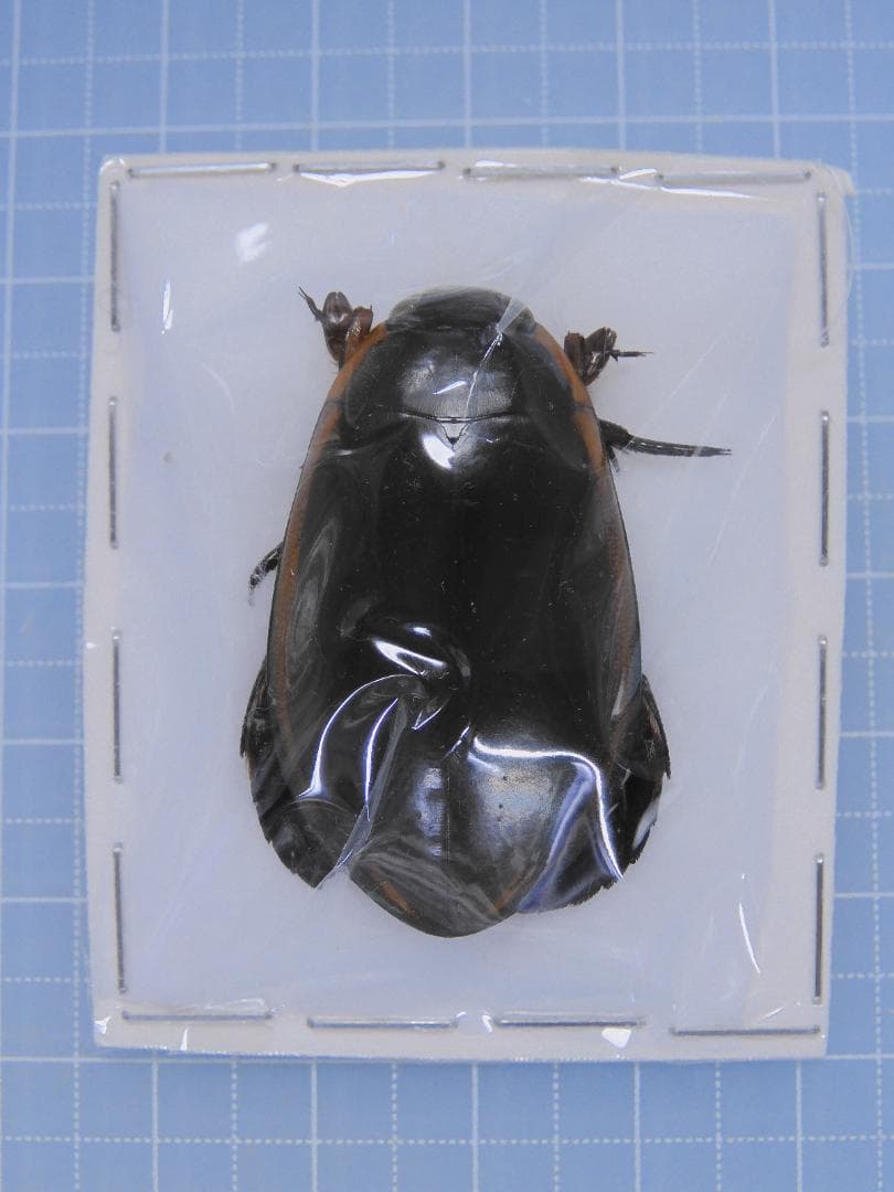 標本用品 Taiwan Dytiscoidae sp.38mm Cricket, Tympanophyllum species, Papered specimen. - nātür