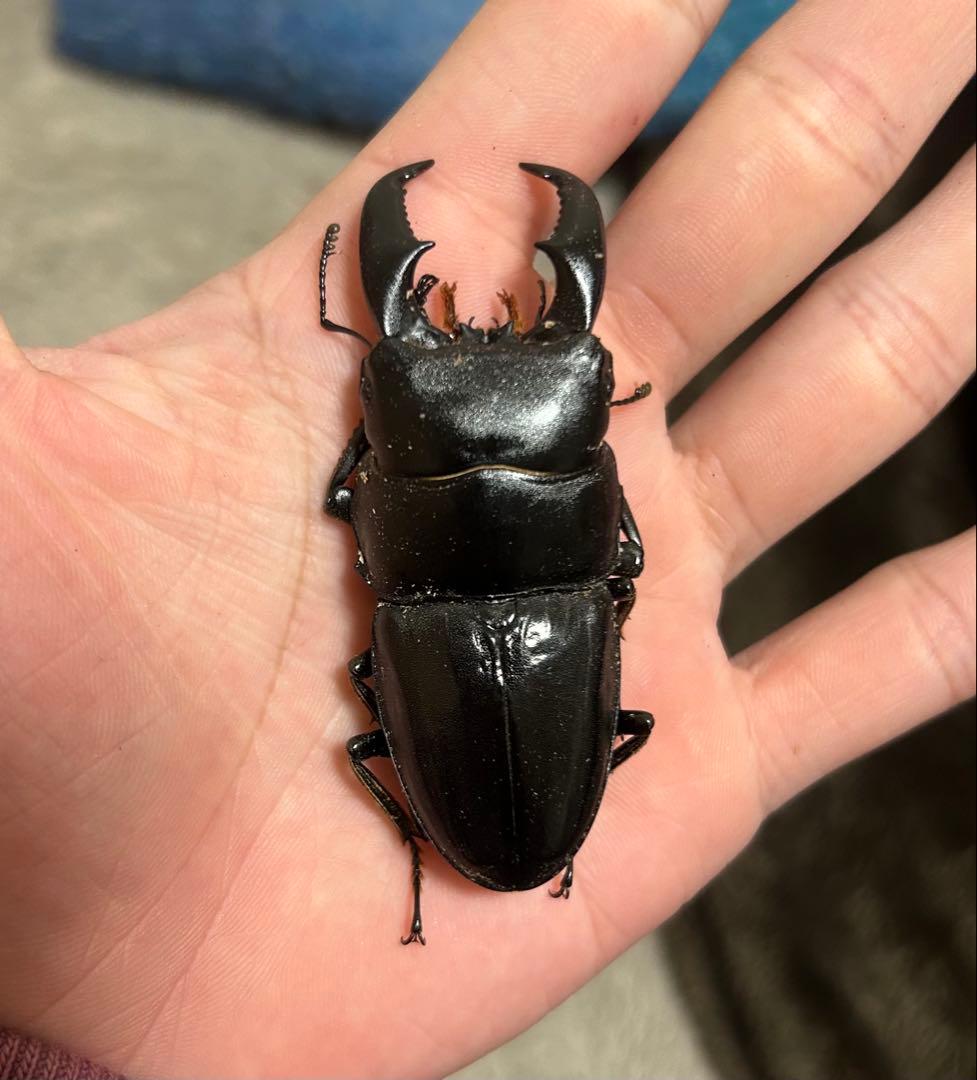 超特大70mm 野外品　アマミヒラタクワガタ♂ 超特大70mm 野外品 アマミヒラタクワガタ♂ 稀少【特大】 アマミ
