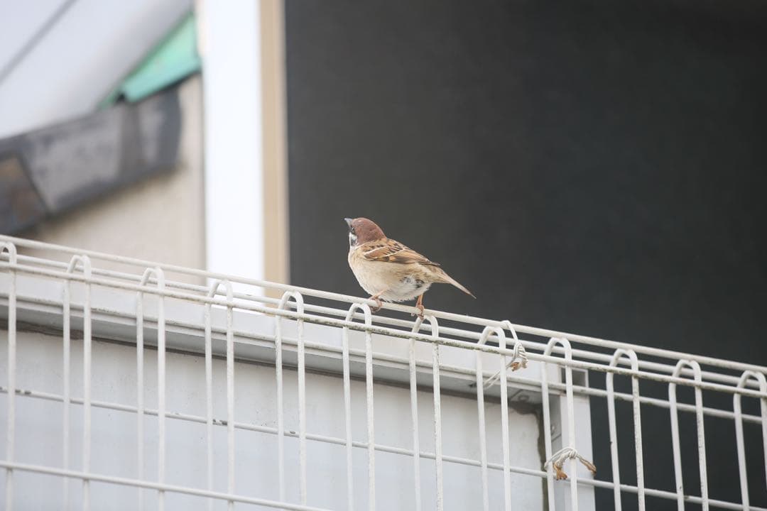 難ありキヤノン Canon EF 80-200 2.8L カビ