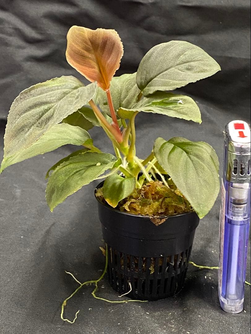 ホマロメナ レッドリーフHomalomena Red leaf AZ0823-2 - メルカリ