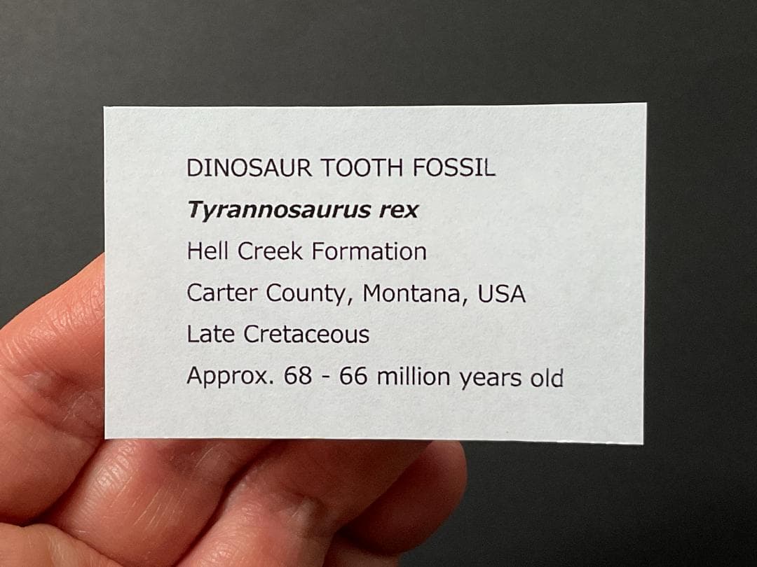 化石 ティラノサウルス 歯 [DS409] 恐竜 希少 レア - メルカリ