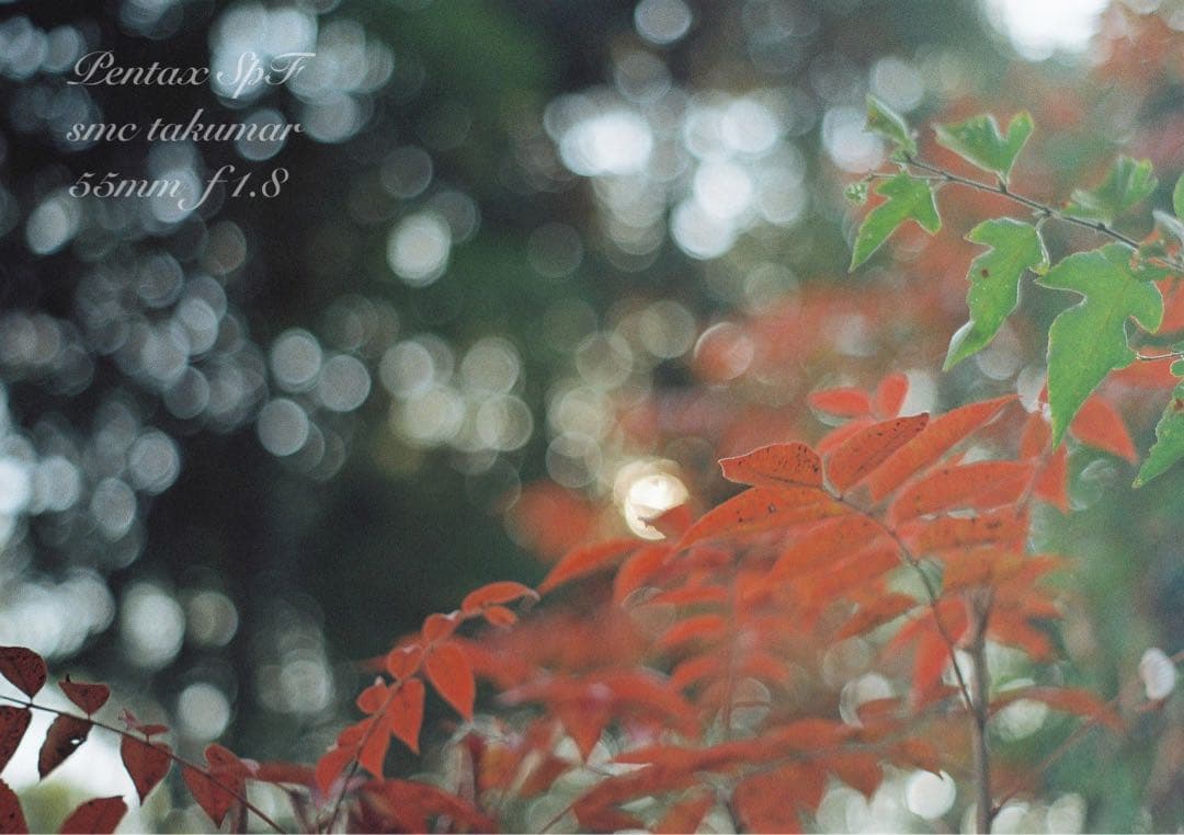 pentax spf/smcタクマー f1.8☆完動品＊初期保証＊作例多数 - メルカリ