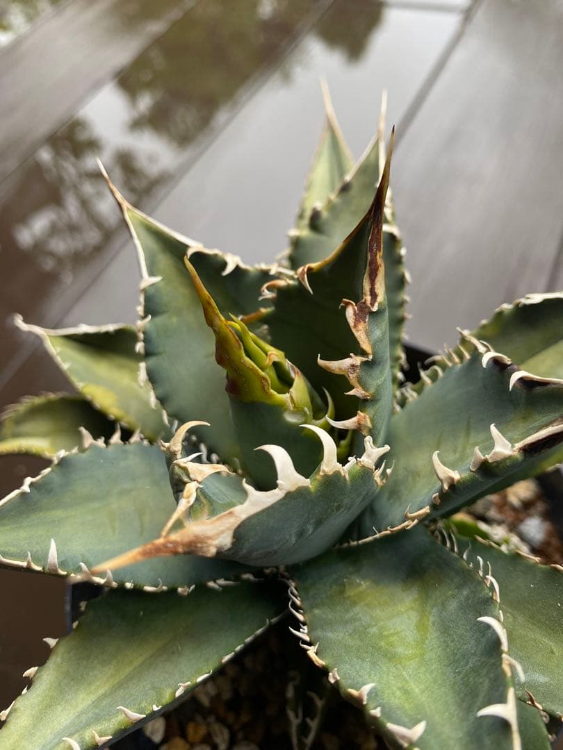 チタノタ レジェンド LEGEND アガベ 多肉植物 発根済み - メルカリ