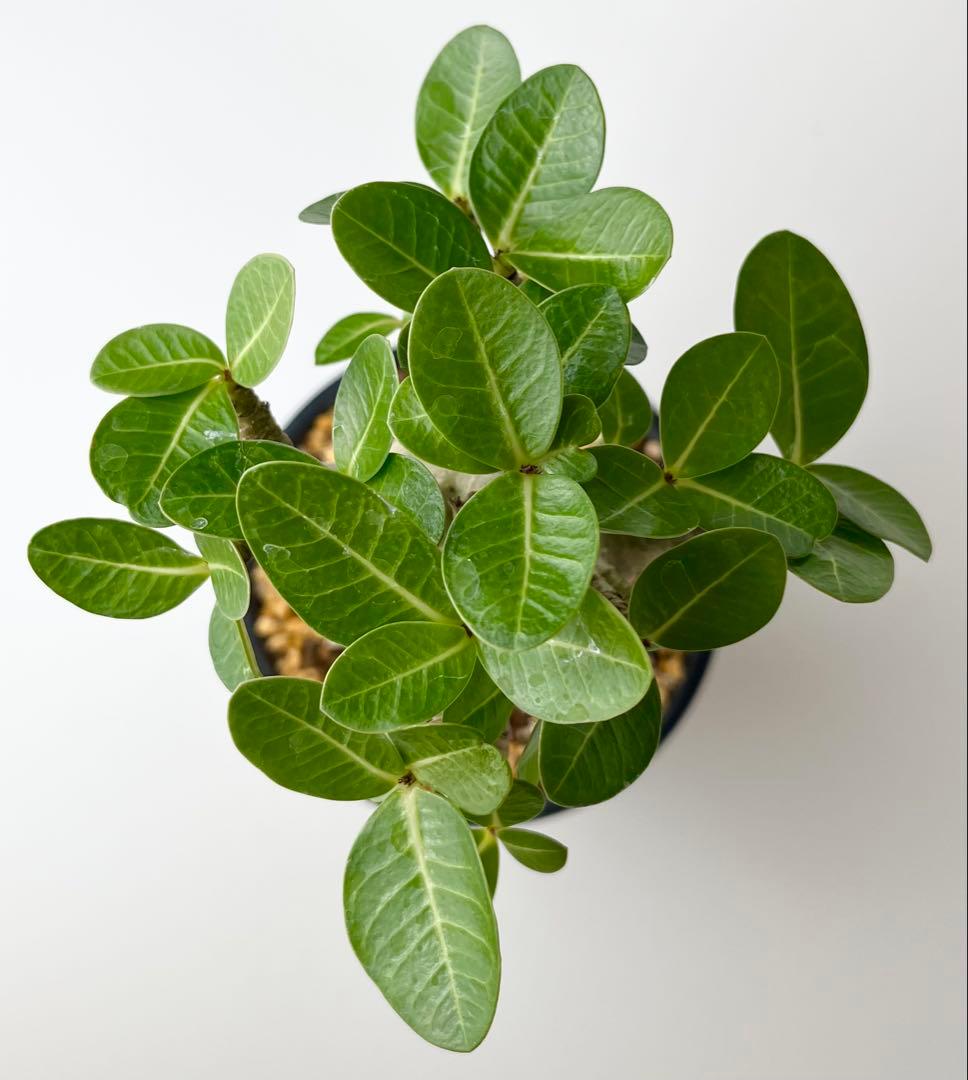 激レア/塊根植物】アデニウム アラビカム ゴジ バオバブタイプ 鉢植え