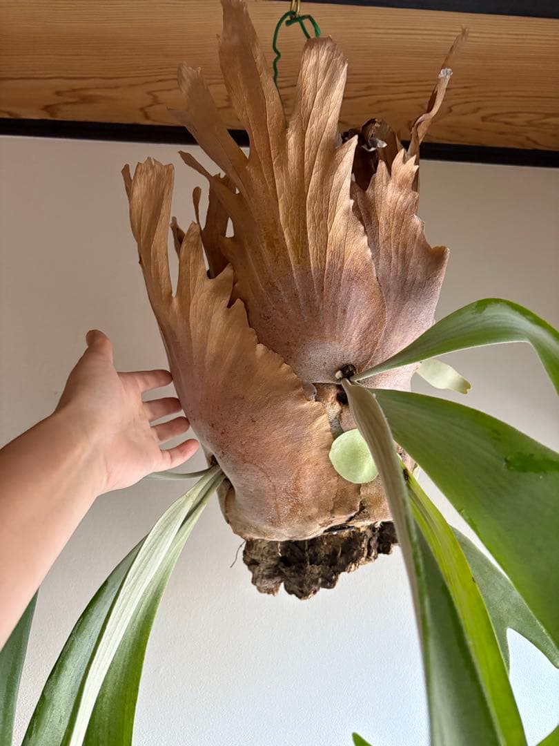 はなはなはなこ