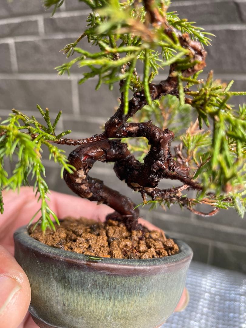 真柏 豆盆栽 五葉松/黒松/赤松/松柏/杜松 - メルカリ