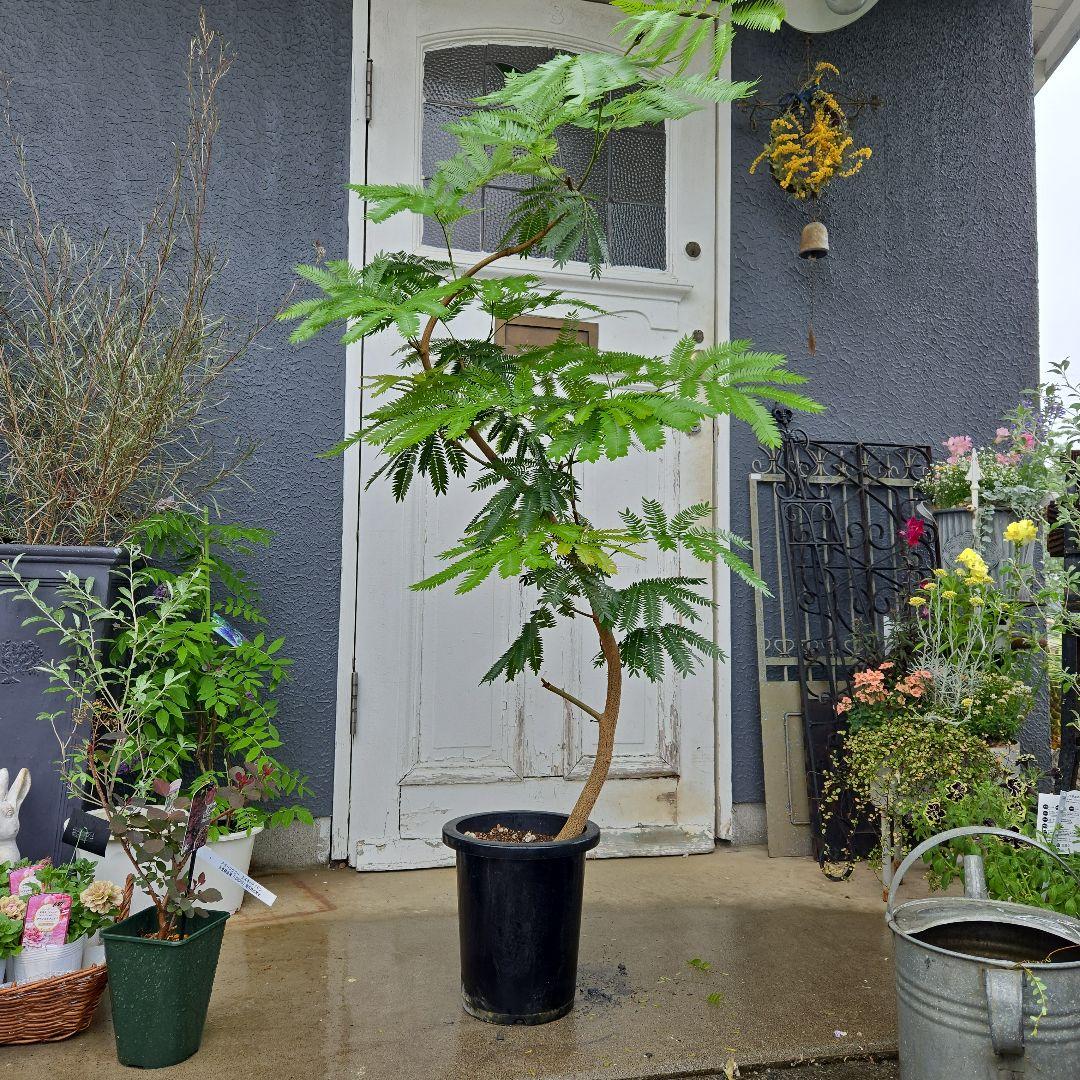 ⑯ エバーフレッシュ曲がり仕立て 8号 特大苗木最高等級極上品‼️