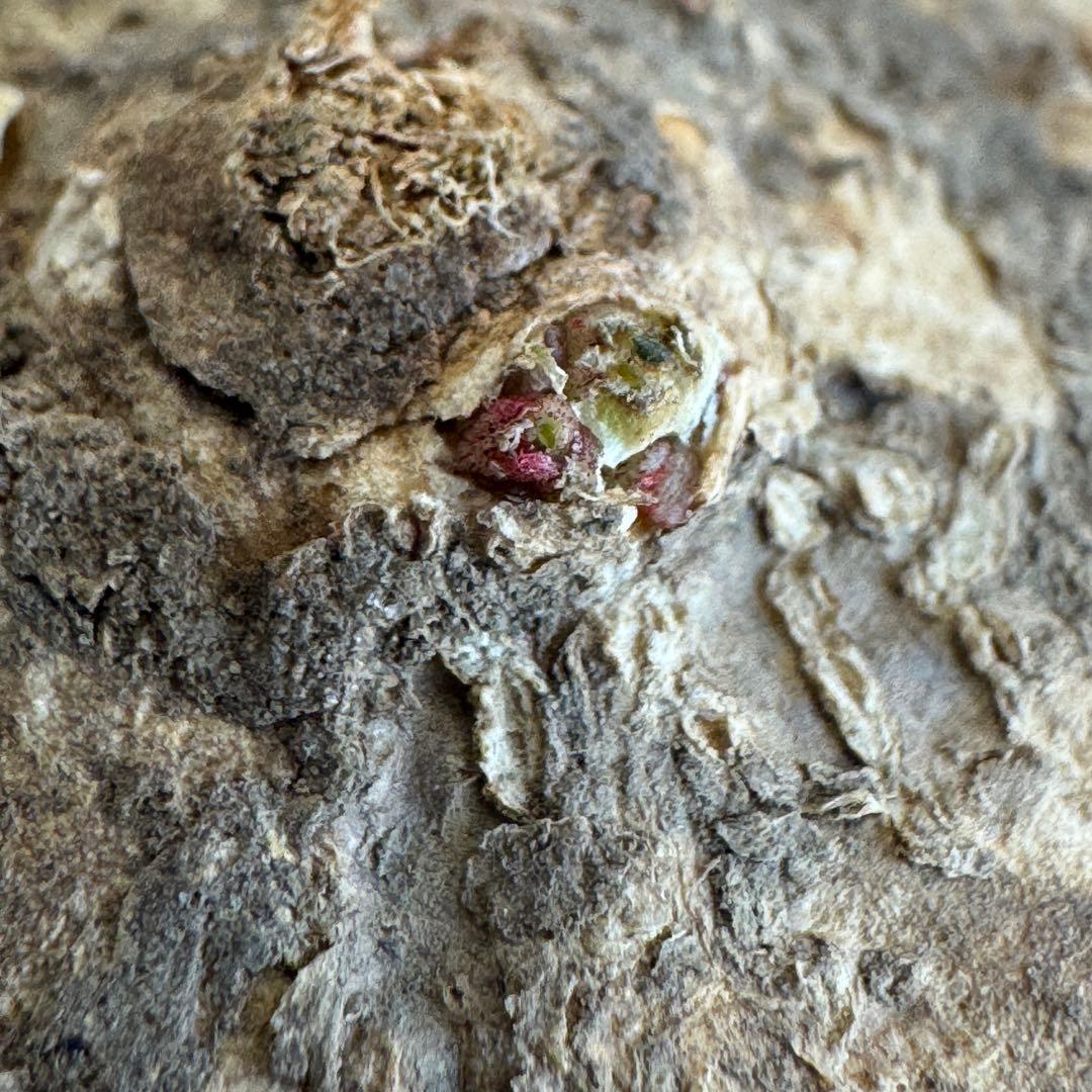 3.アデニア・オバタ 新芽あり輸入直後ベアルート株 Adenia Ovata