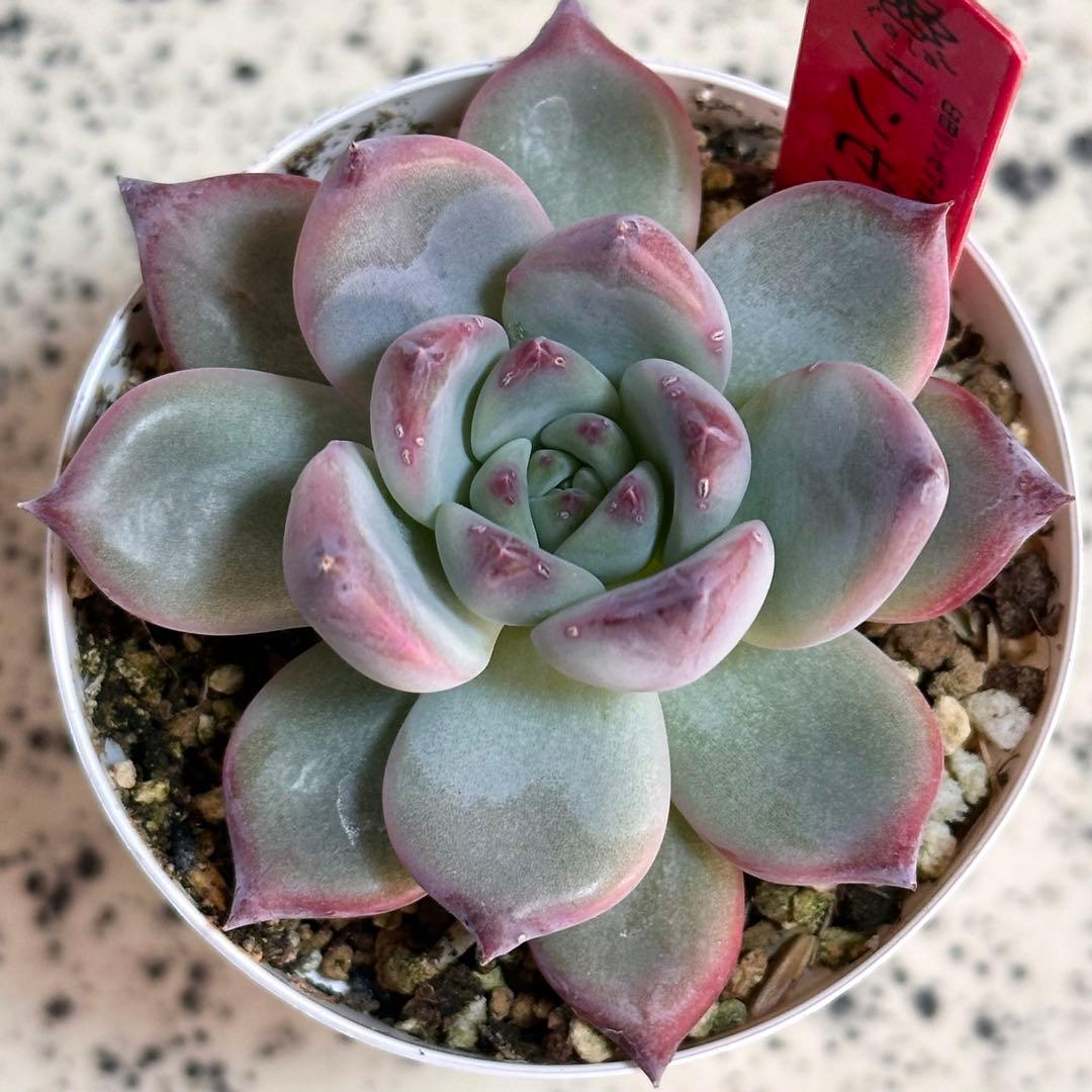 M*様 リンゼアナ　臼田リンゼアナ自家受粉実生苗　ポットごと発送します！