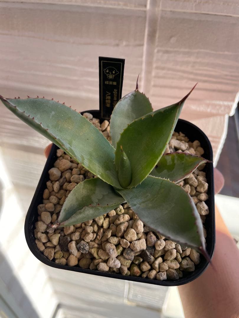 専用です。瀧雷血后と姫嚴龍x姫雷帝