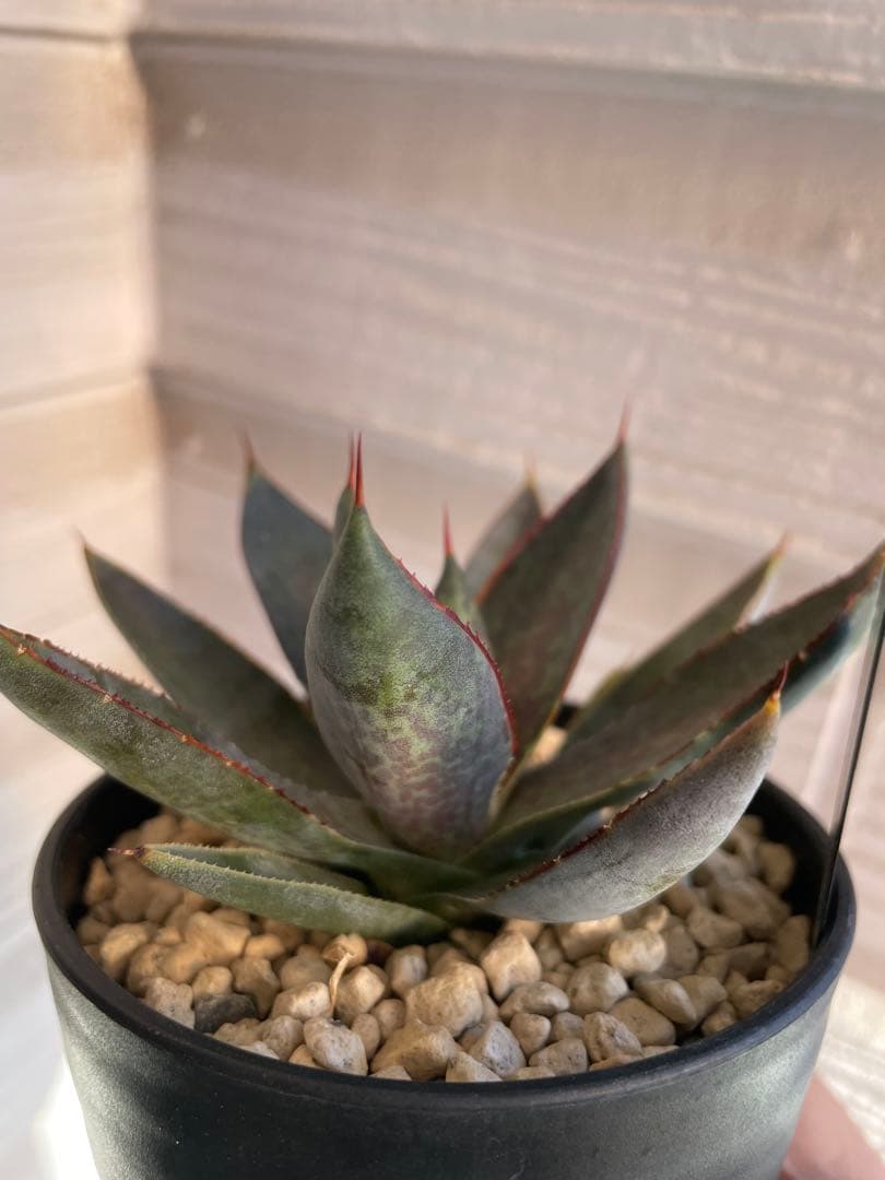 専用です。瀧雷血后と姫嚴龍x姫雷帝