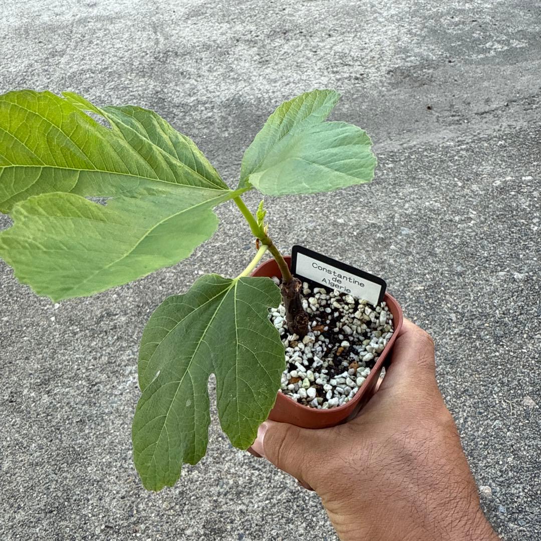 あおい様専用ページB「晩白柚＋原口早生」セット