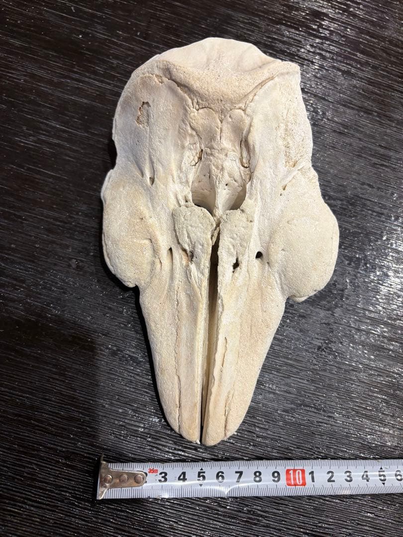 イルカ　クジラ　標本 約20cm 詳細な骨構造 けろにあぶろぐ #5】イルカの骨を眺める ① ～展示館のハシナガイルカ