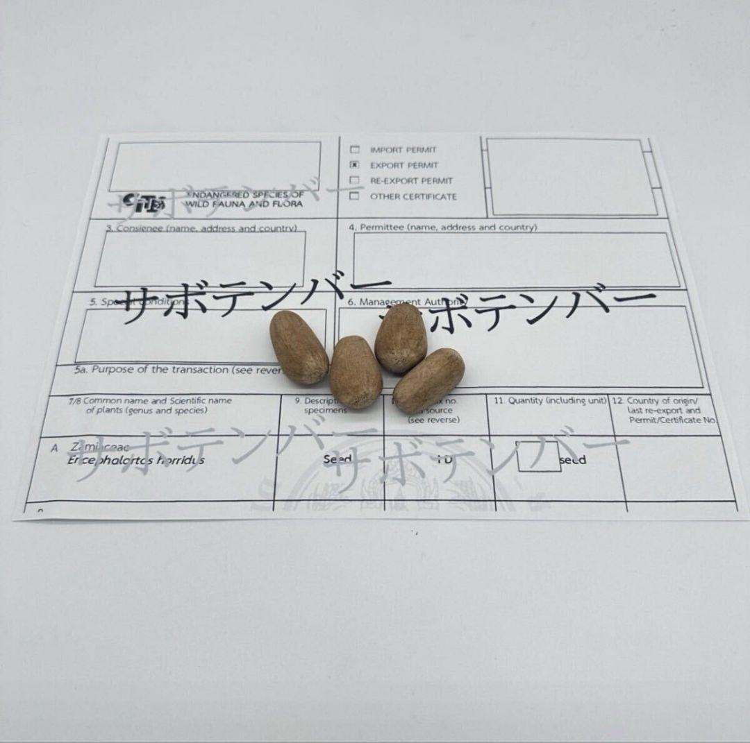 正規輸入種子1粒 エンセファラルトス ホリダス ドワーフ - メルカリ