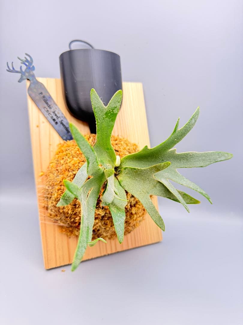 極大サイズ ビカクシダ P.willinckii 'Jewel' spore