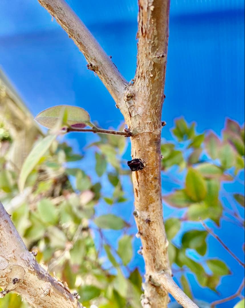 22ジャボチカバ・ミゥーダ 四季咲 耐寒性