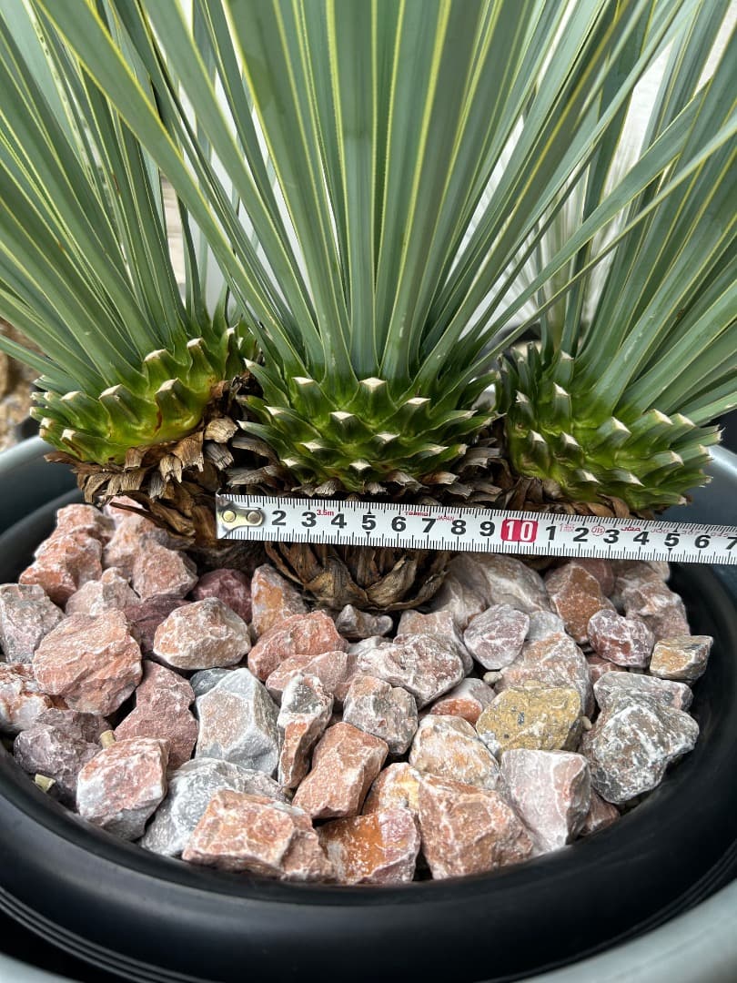 ちぱさん専用 ユッカ ロストラータ トリプルヘッド 3頭 ロスト 福岡