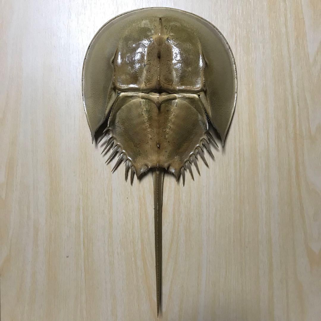 希少 カブトガニの甲羅 脱皮殻 標本 メス N8 - メルカリ