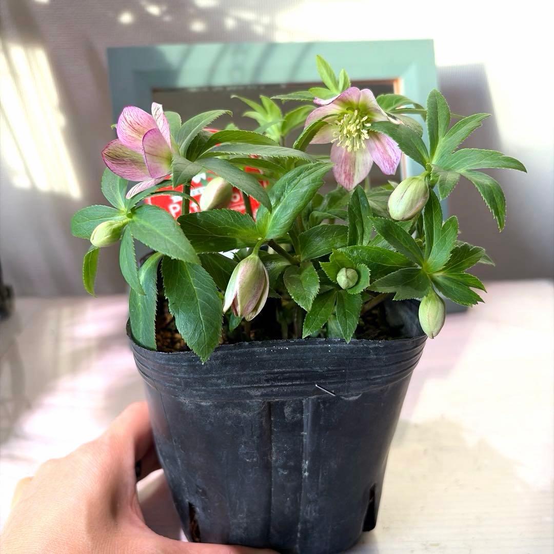 【横山園芸】クリスマスローズ プチドール　ss《1/15》ピンクベイン系