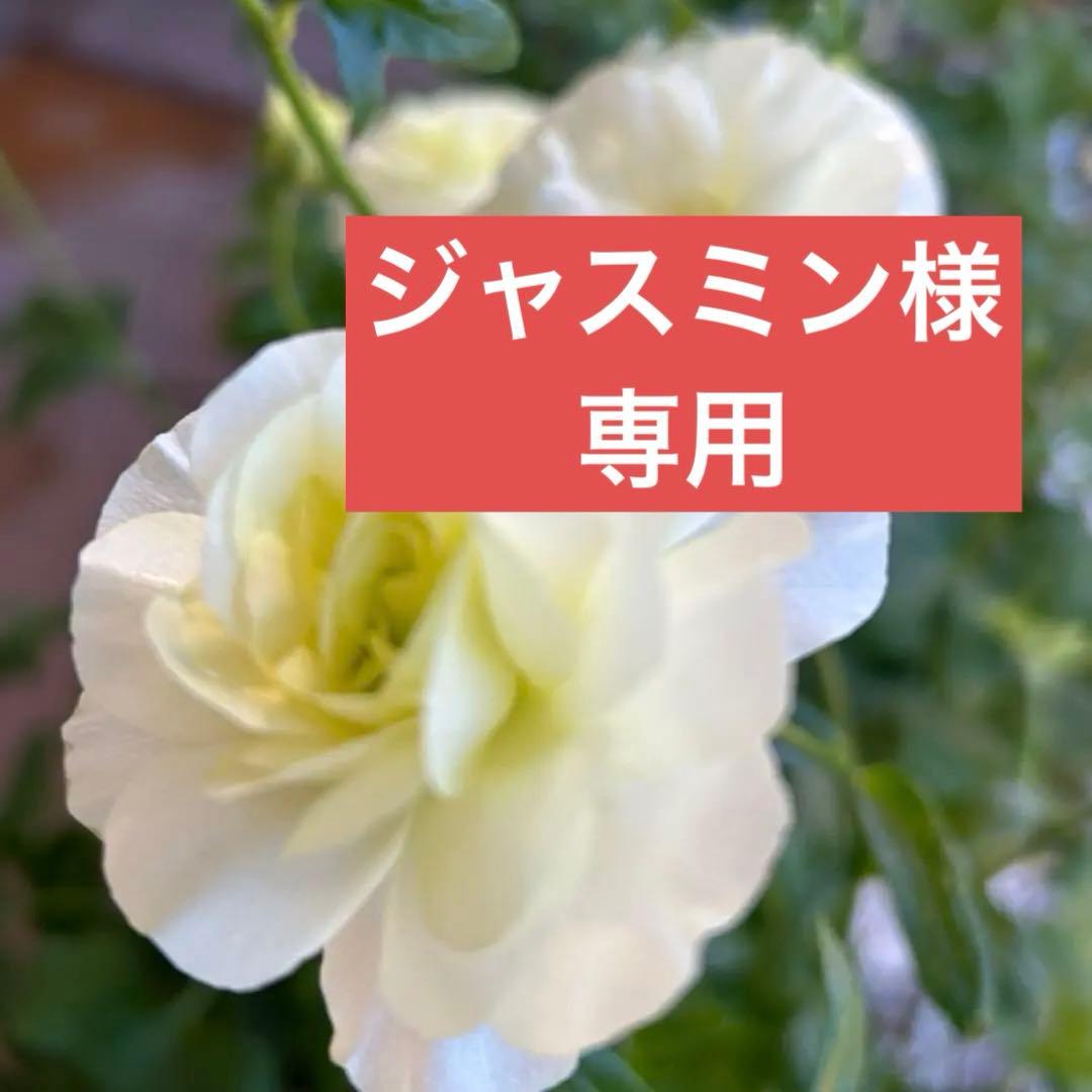 ジャスミンラナンキュラスラックス　グレーシス❤️ベスタリス ラナンキュラスラックス 【ベスタリス】 1月上旬より順次発送