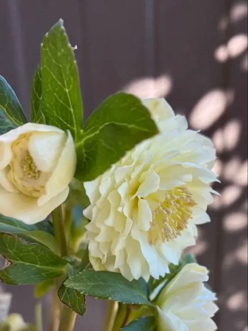 ♡開花中♡DD多弁ホワイト整形花　横向き充実株 f8b2c98be15d7cc1df9cc46674174d