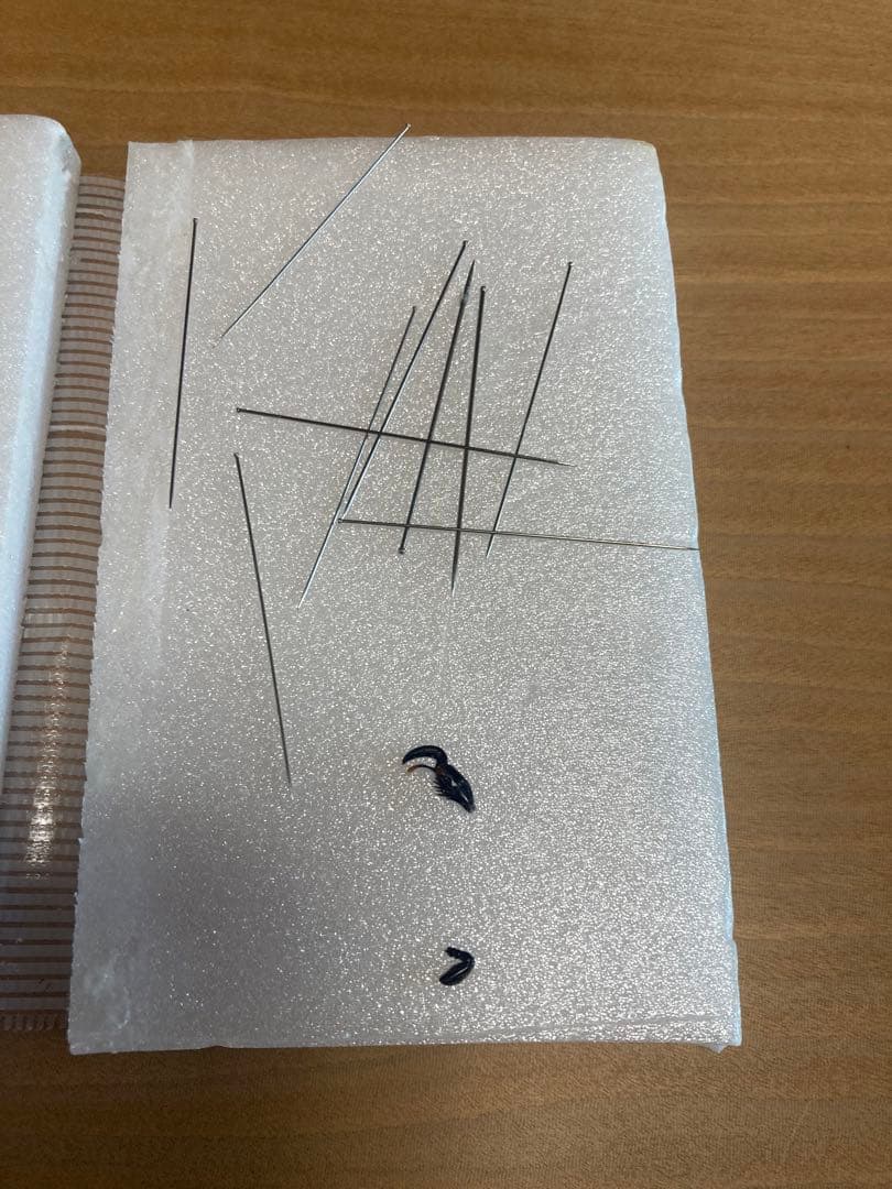 ネプチューンオオカブト♂野外品標本 - メルカリ