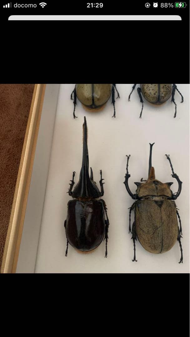 ネプチューンオオカブト♂野外品標本 - メルカリ