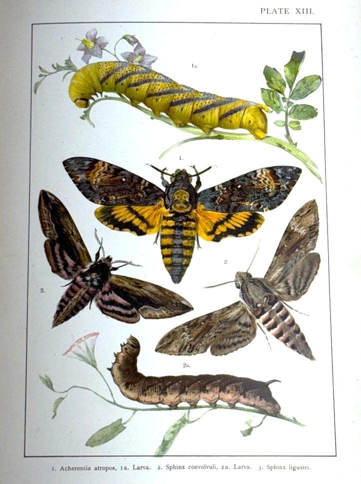 英国手彩色蝶類図譜 「英国とヨーロッパの蝶と蛾」 カービー 1895年 イギリス 英語洋書】 イギリス・ヨーロッパの蝶と蛾図鑑：大型鱗翅類 (マクロ