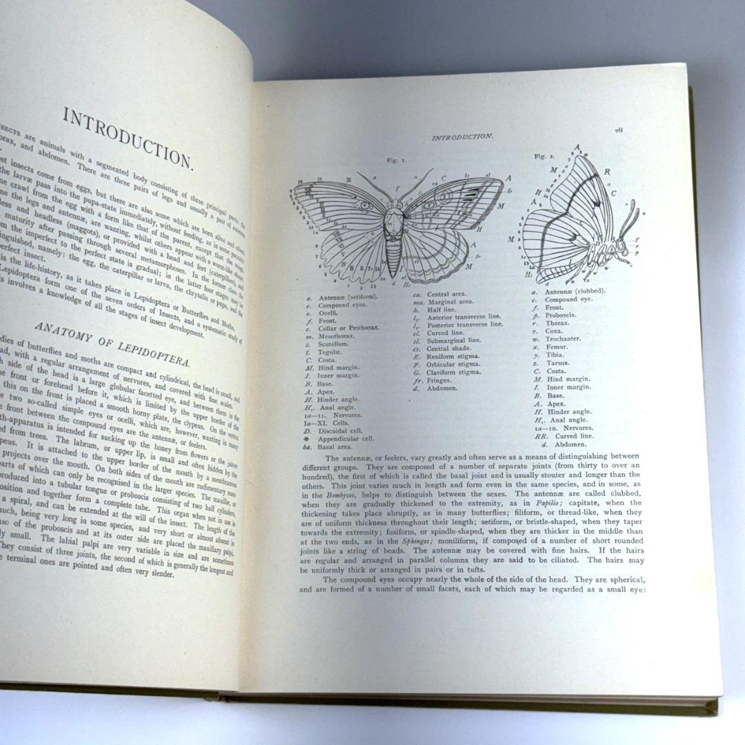 英国手彩色蝶類図譜 「英国とヨーロッパの蝶と蛾」 カービー 1895年