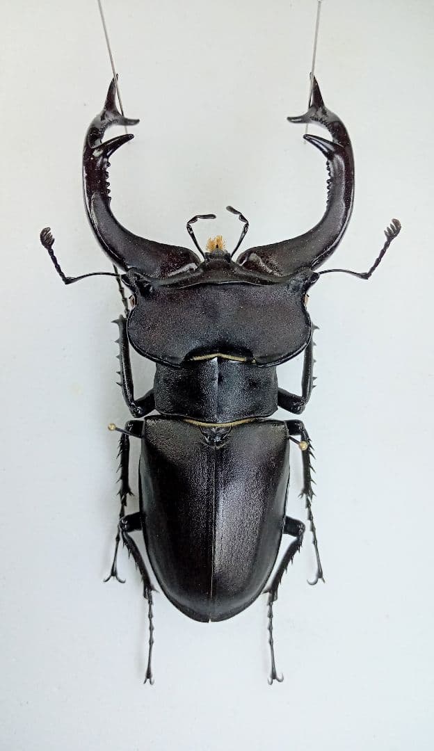 ユダイクスミヤマクワガタ♂野外標本 - メルカリ