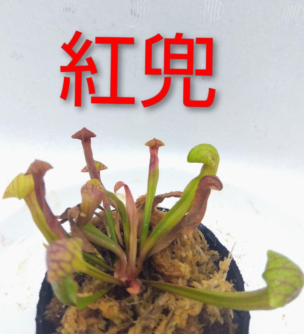 サラセニア　紅兜 S. 