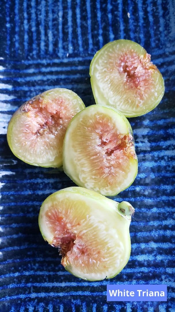 イチジク穂木 - メルカリ