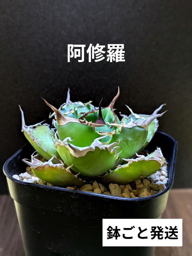 写真現品】アガベ チタノタ 阿修羅 ｜☆有望株（鉢ごと発送） - メルカリ