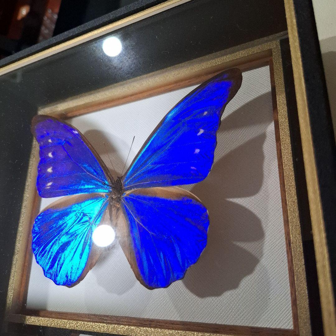 カキカモルフォ 標本 専門的な箱 - メルカリ