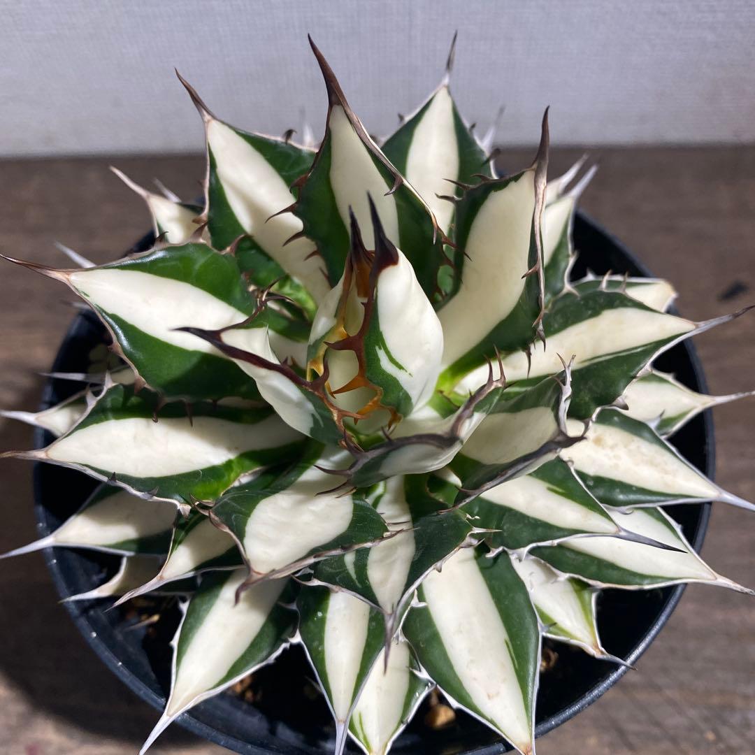 アガベ ホリダ白中斑入 極上3 多肉植物アガベ ホリダ 白中斑 極上